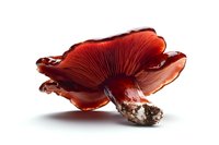 Vibrant red mushroom with delicate gills and textured cap isolated on white background, showcasing natural organic form for food photography or botanical illustration.