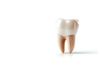 Anatomical model of human molar tooth showing detailed root structure and crown on white background, isolated dental education concept for dentistry and oral health.