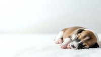 Adorable sleeping puppy lying on soft white blanket with peaceful expression and tiny paws visible for pet care and animal wellness concepts.