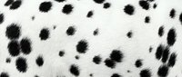 Black and white spotted cow hide pattern with natural fur texture for rustic decor, western design projects, and animal print backgrounds.