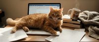 Orange tabby cat sitting on messy desk with laptop, papers and coffee mug in cozy home office workspace for remote work and productivity concepts.