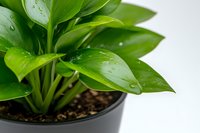 Fresh green leaves of houseplant with water drops in black pot against white background, macro photography showing natural moisture on glossy foliage.