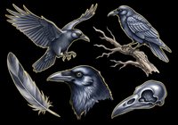 Dark raven clipart set with flying crow, perched bird, portrait, feather, and skull, isolated on transparent background. Ready for t-shirts, stickers, and print on demand.