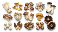 Assorted fresh mushroom varieties including shiitake, oyster, enoki, cremini and portobello arranged on white background for culinary cooking ingredients.