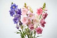 Delicate snapdragon flowers in soft purple, pink and white tones against light background, fresh cut garden flowers arranged in natural bouquet.