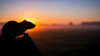 Dog silhouette against golden sunset sky in peaceful countryside landscape with warm orange and purple colors creating serene atmospheric mood.