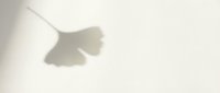 Soft shadow of ginkgo leaf cast on white wall creating minimalist natural silhouette for modern interior design and wellness concepts.
