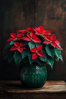Vibrant red poinsettia plant in decorative green ceramic pot against dark wooden background, creating festive holiday atmosphere on rustic wooden surface.