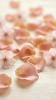 Soft pink rose petals scattered on cream fabric with delicate cherry blossoms creating romantic spring atmosphere for wedding invitations and feminine designs.