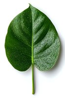 Fresh green tropical leaf with water drops on white background, showing natural texture and central vein pattern. Isolated botanical element for design use.