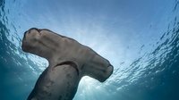 Hammerhead shark swimming underwater viewed from below against bright sunlight filtering through ocean water creating dramatic marine wildlife scene.