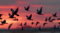 Flock of birds flying in formation against dramatic pink and orange sunset sky creating silhouettes for nature and wildlife photography projects.