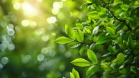 Fresh green leaves on branch with soft sunlight and bokeh background creating natural spring atmosphere for wellness and environmental concepts.