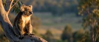 Koala sitting on eucalyptus tree branch in golden sunset light with blurred natural landscape background for wildlife and nature content.