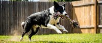 Border collie dog jumping and catching rope toy in sunny backyard with wooden fence, active pet playing outdoors on green grass lawn during daytime.