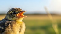 Young bird chick with open beak calling in natural outdoor setting during golden hour light for wildlife and nature photography projects.