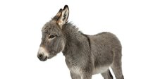 Young gray donkey foal standing in profile on white background, isolated farm animal ready for design projects and educational materials.