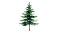 Watercolor evergreen pine tree with layered branches and brown trunk on white background, isolated for holiday designs and nature illustrations.