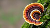 Colorful bracket fungus with concentric rings growing on moss-covered tree trunk in natural forest environment showcasing organic patterns and textures.