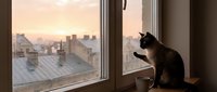 Black cat sitting on windowsill gazing at urban rooftop cityscape during golden hour sunset, contemplative pet looking out window at evening skyline.