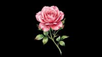 Pink rose with layered petals and green leaves isolated on transparent background, ready for t-shirt designs, clipart, stickers, sublimation, and print-on-demand projects.
