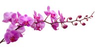 Elegant pink orchid branch with blooming flowers and unopened buds isolated on white background, perfect for floral design projects.