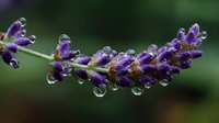 Fresh lavender flower with morning dew drops, showcasing purple buds and water droplets on green stem against blurred natural background.