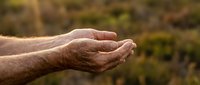 Elderly hands cupped together in protective gesture against blurred natural background, symbolizing care, protection, and gentle support in golden light.