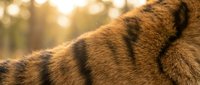 Close-up of tiger fur with distinctive black stripes in warm golden sunlight creating natural wildlife texture for educational and nature content.