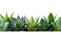 Diverse succulent plants arranged in row showing variety of green colors and textures with water drops against white background, suitable for nature and gardening designs.