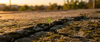 Small green plant seedling growing through crack in asphalt pavement during golden hour sunset symbolizing resilience hope and nature overcoming adversity.