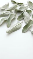 Fresh sage leaves scattered on white background, aromatic culinary herb with soft texture for cooking and seasoning recipes.