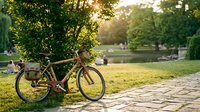 Vintage bicycle leaning against tree in sunny park with green lawn, perfect for outdoor lifestyle, recreation, and leisure concepts.