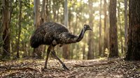Large emu bird walking through sunlit forest with dappled light filtering through trees onto woodland floor for wildlife and nature content.