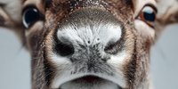 Close-up of brown and white cow nose and nostrils with detailed texture. Farm animal portrait showing livestock facial features for agricultural content.