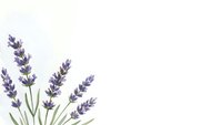 Watercolor lavender flowers with green stems on white background, isolated botanical illustration for aromatherapy and wellness designs.