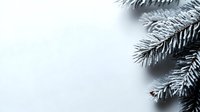 Frost covered pine branches against white background create minimalist winter composition. Evergreen needles with morning rime in soft focus. Natural seasonal backdrop.