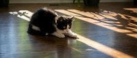 Young black and white kitten playing on wooden floor with natural sunlight streaming across surface, suitable for pet care and lifestyle content.
