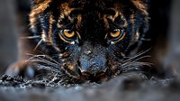 Intense close-up portrait of black panther with piercing golden eyes and prominent whiskers emerging from shadows on textured ground surface.