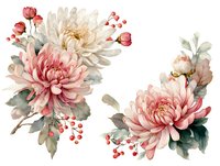 Watercolor chrysanthemum flowers in soft pink and white with red berries and green leaves on white background.