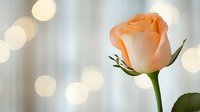 Delicate peach rose bud with soft green stem against blurred bokeh background in gentle pastel tones creates romantic, dreamy atmosphere for wedding designs.