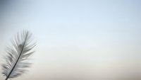 Single white feather floating against soft gradient background with copy space for minimalist design projects and peaceful concepts.