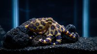 Blue-ringed octopus with vibrant warning colors resting on dark coral reef substrate in marine aquarium environment for educational content.