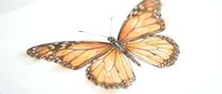 Orange monarch butterfly isolated on white background ready for design projects and nature themed artwork.
