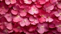 Vibrant pink hydrangea flowers with delicate petals and yellow stamens create a lush, full bloom background suitable for floral designs and botanical projects.