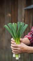Farmer holding fresh green leeks with white base in hands against rustic wooden background, harvested organic vegetable for cooking and culinary use.