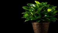 Lush green rubber plant in wicker basket against black background for modern home decor and interior design projects.
