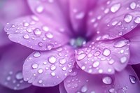 Purple flower petals covered with water droplets and dew, ideal for nature, botanical, and macro photography projects.