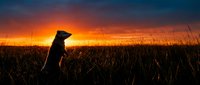 Dog silhouette sitting in tall grass field during golden hour sunset with dramatic orange and blue sky colors creating peaceful countryside scene.