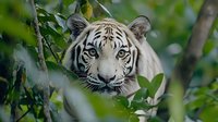 White Bengal tiger face peering through green foliage, close-up portrait showing intense blue eyes and distinctive striped markings against natural jungle background.